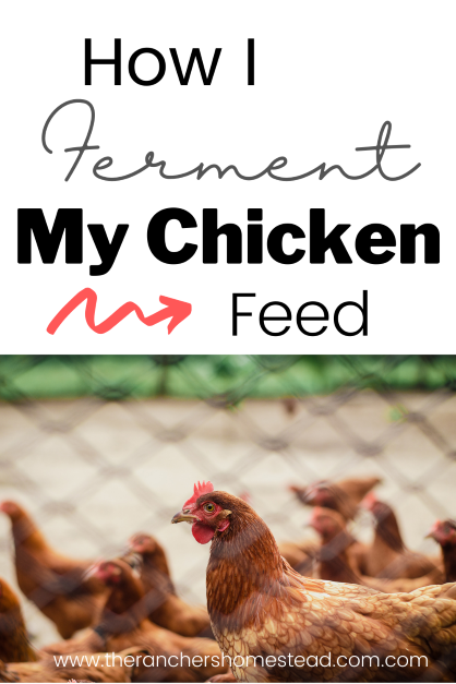 Fermenting Chicken Feed in 5 Gallon Buckets- The Simple Way! - The Ranchers  Homestead