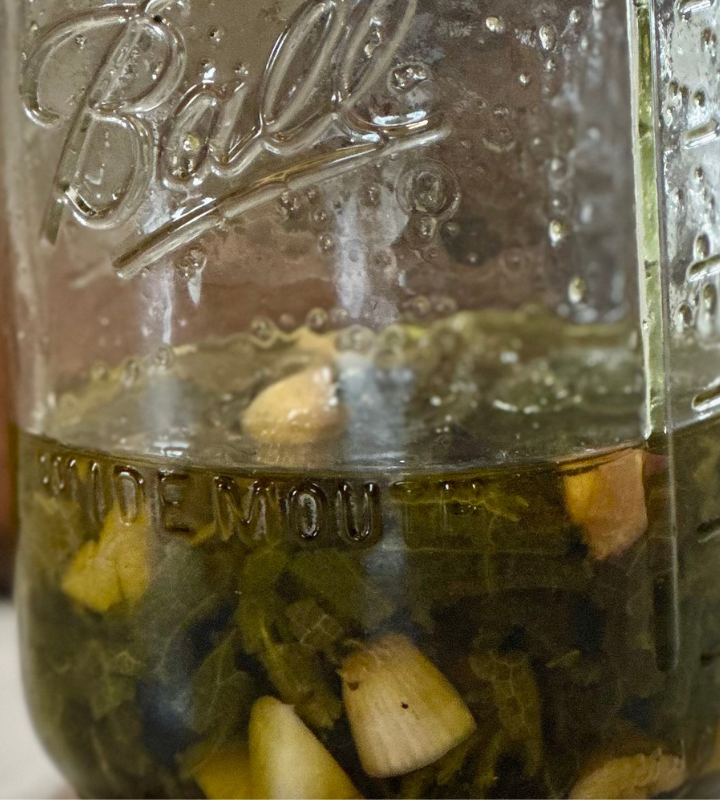 ball jar filled with chopped garlic and mullein leaves covered in olive oil